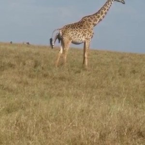 Our guide Benson with his guests staying at Zebra Plains Mara Camp were lucky to witness Maasai Giraffe giving birth this afternoon. What a rare sighting. #zebraplainsmoments #zebraplainscollection #zebraplainsmara #maasaimara | Zebra Plains Mara Camps - Zebra Plains Collection