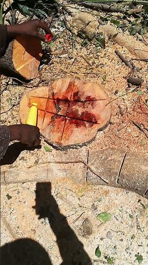 how to kill tree stump🔥🔥🔥