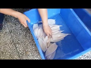 Squid Tube Skinning Machine