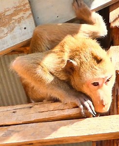 Abandoned monkey, the poorest skinny monkey in need of food #babymonkey #cutebabymonkey #adorablemonkey #cutemonkey #videomono #monkeyaction #monkey #bbmonkey#human #apes | Baby Monkey