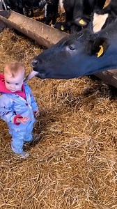 Sweetest cows surprising their humans with kisses ❤️ | MetDaan Animals