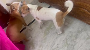 Bachha der Bipod tarini holo ajj….. 🙏🙏 | Voice For The Voiceless