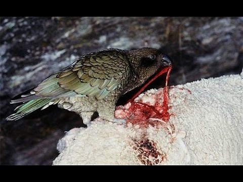 Parrot Kea - killer sheep / Parrots brutally killing sheep - most intelligent & cruel parrot