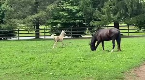 We had kept horses in with the long duration thunder storms last night - and the horses were happy to be out! | Watermark Farm