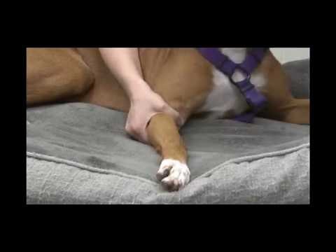 FFA- Cephalic Venipuncture