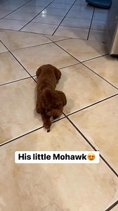 138K views · 3.4K reactions | How cute is his little Mohawk #fb #redtoypoodle #poodlesofinstagram #toypoodle #teacuppoodle | Eboni Dillon | Facebook