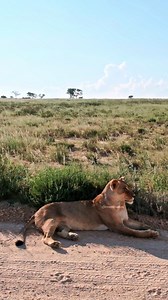 Lion yawns while laying down #nature #wildlife #lion #wildcat #beautiful #yawn #growl #roar HA94937 | HAWI Studios