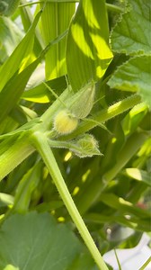 growing a pikachu pumpkin | Growithjessie