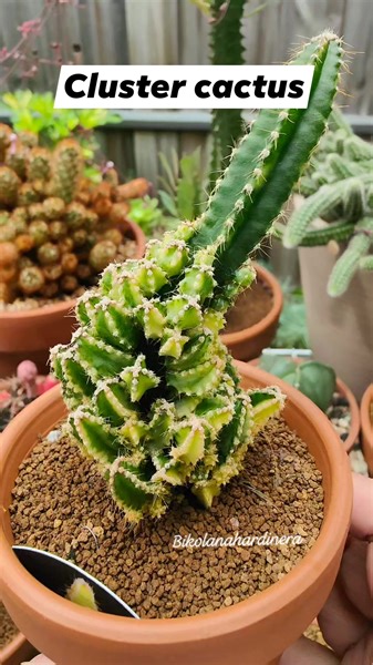 Can you count how many offshoots are growing on my cactus 🌵🌵 🌵 #bikolanahardinera #plantsmakepeoplehappy #collection #cactus #clusters #plantita #cacti #succulentsofinstagram #succulents | Bikolanahardinera