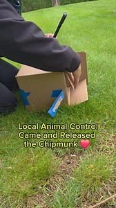 60K views · 628 reactions | The chipmunk  is home safe! Thanks to...