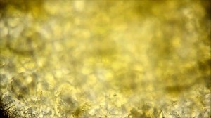 clip-22569037-plant-stomata-microscopic-picture-way-which-breathes