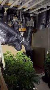 £300k cannabis factory uncovered in Melbourn