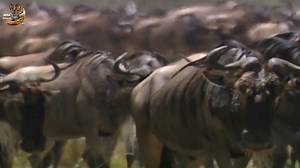 680K views · 17K reactions | 怜 Wildebeast Migration Africa, Part 1 #wildanimals #wildlife #hindi | Wild Animals Hindi | Facebook