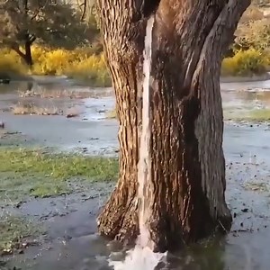 1.2K views | The 150 year old mulberry tree has been spraying water continuously since 1990 | Steve Huston | Facebook
