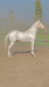 615 reactions · 17 shares | Ghora Skinder ❤ #horsereels #horselover...