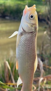 1.7K views · 333 reactions | Fish twisting, line dancing, reel looping… #bobberfishing | The Amateur Fishing | Facebook