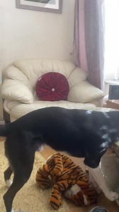 127 reactions · 7 comments | Barney kisses and licks his lion cub at the end of this video #lionking | Stephen Kelleher | Facebook