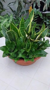 6.4K views · 339 reactions | The snake plant "Sansevieria" is a hardy houseplant that looks unique and is easy to grow. #snakeplant #sanseveria #succulents #suculentas #succulentlove #beauty #Amazing #reels #viral #garden #gardening #fyp #foryou | Decor & Beauty | Facebook