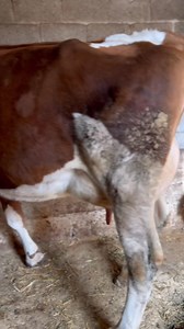 0535 460 28 07 tel Bir adet A kalite #Jarsey ineğim İlk yavrusunu yapmıştır 25 #litre #SÜTÜ #vardır Elle makina ile sağılır kötü bir uyu yoktur #TakasOlur #Nakliyemiz #vardır | Halil Karadah