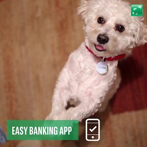 109K views · 1.4K reactions | J’aime mon chien à la folie. Mais est-ce vraiment une bonne idée d’utiliser son nom comme mot de passe pour mon Easy Banking App? | BNP Paribas Fortis Belgique | Facebook
