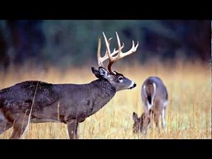 MSPB Video 019: Deer Research