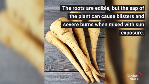Wild parsnip: Everything you need to know about the invasive plant that causes severe burns