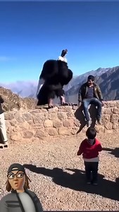 130K views · 164 reactions | This is an Andean condor, It is the largest flying bird in the Western  | Teerachai Maksang - ธีระชัย มากสังข์ | Facebook
