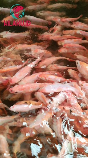 7K views · 65 reactions | Indahnya kolam di halaman rumah di lingkungan perumahan. 1 petak berukuran 1.5m x 2.5m, isi 600 ekor ikan. Kalau dipanen menghasilkan 120 Kg. Bisa untuk dijual atau konsumsi pribadi. Airnya jernih, enak dipandang, gak bikin malu kalau ada tetangga atau sodara yang main untuk melihat. Paduan nilai estetika dan manfaat budidaya dalam satu paket komplit! Hanya sistem RAS yang bisa begini! #budidayanila #sistemras #urbanfarming | NilaKu ID | Facebook