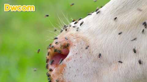 Fly Traps Outdoor Hanging, 6 Natural Pre-Baited Fly Bag Outdoor Disposable, Fly Hunter Stable Horse Ranch Fly Trap, Fly Catcher Killer Repellent Control for Mosquito Bug Barn Farm Patio & Camping