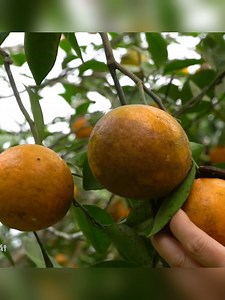28K views · 472 reactions | Harvesting Lots Of Oranges Goes To Countryside Market Sell For Villager - My Bushcraft / Nhất #mybushcraftnhat #harvesting #survival #bushcraft #reels | Monkey SoK Ya | Facebook