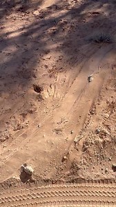 This Cheetah took down this Springbok ram on the road and dragged it up to the shade … some strength 💪 🐆 | The Buffalo Overlander