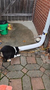 Happy Mischief Monday! 😍😍😍 Good afternoon, everypawdy! 🥰🥰🥰 Here's a short MM video o' me from way back in my Puppy Days when I was only six months! 🐶🎥 I was havin' lots o' fun playin' with this big thing on the corner o' my house. 😃 I didn't know what it was, but it sure waws fun to nibble 'n' pounce! 😁 BOL! 😁 Merry Sunshine is here today, but I been inside takin' it easy. 🌞 Yesterday I went for a long, long, long, four hour walkie in the Forest Preserve 🌲 got soakin' wet and full o