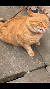 196K views · 3.8K reactions | Đã cam còn máu M #catlife #mèo #miao #cat #mồnlèo #funnyvideos #xuhuong #xuhuongfacebook | Miao | Facebook