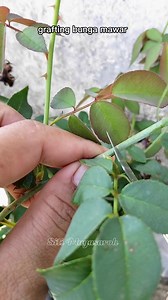 Cara membuat bunga mawar banyak warna dalam satu pohon. #HobiBerkebun #Grafting #Gardening #HomeGarden #Reels #Fyp #Viral #ExplorePage | Siti Muyasaroh