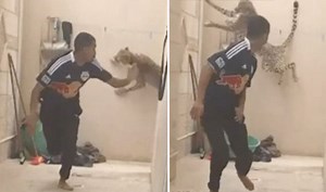 Cheetah gets dangerously close when chasing after a man