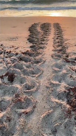 Before the beach fills with footprints, nature leaves its own. Sea turtle tracks at sunrise—turtle season is here! 🐢🌅 #TreasureCoast #JensenBeachFL #StLucieCounty #TreasureCoastFL #FloridaBeaches #FacebookReels #FBReels #ViralVideo #TrendingNow #ReelsVideo #ExplorePage #ViralReels #ReelsTrending #ReelsChallenge #ReelsItFeelIt | TreasureCoast.com