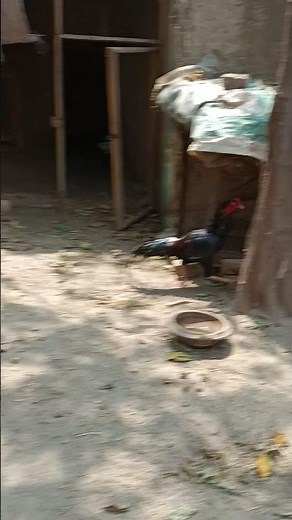 Beautiful Cock Enjoy All biggest Covk