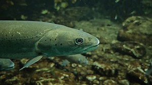 Underwater Beauty Small Trout Floating 4k Stock Footage Video (100% Royalty-free) 3856603119 | Shutterstock