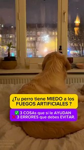 20K views · 10K reactions | ¿Tu perro tiene miedo a los fuegos...