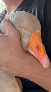 777K views · 16K reactions | Tank 謹had such a good day today. I finally let him out of the barn after ten days and he loved it. His limp is almost completely gone which is quite shocking. I will continue to keep a close watch on his foot and Dr it as needed. #friendlyᥫᩣシ #Goose #cutepets #mrgeese | MrGeese | Facebook