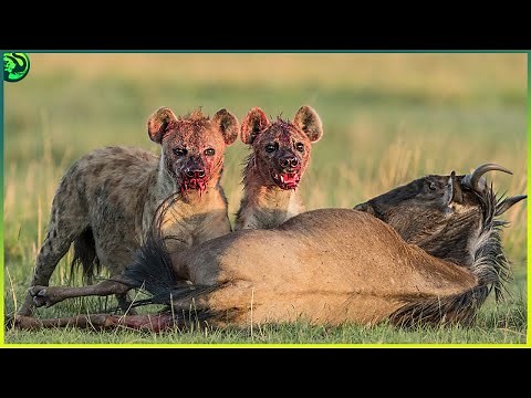 18 Deadly Hyena Attacks Caught on Camera