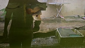 3.5K views · 20 reactions | Asian arowana 亚洲龍 | Asian-Arowana | Facebook