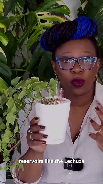 Semi-Hydro Secrets The Pots That Actually Prevent Root Rot & Algae