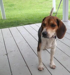 Meet Barney, a Little Beagle From Tennessee