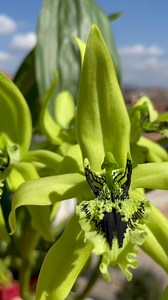Orquídea Coelogyne Pandurata, conoce más sobre esta linda planta. | Jimmy mis orquideas