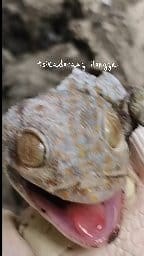 Mini vlog: Abi ko sin o gapanuktok gali si tokay😂 #tuko #lizard #tokay #tsiksdorangilongga #followers #gecko | Tsikadorang Ilongga