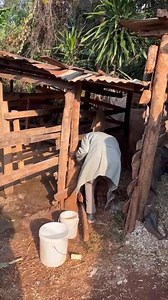 2.8K views · 90 reactions | Siku za mwizi ni arubaini ama ni siku moja  #rickyrickytv #trendingreelsvideo #foryou #viral #fyp | Ricky Ricky | Facebook