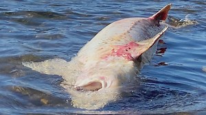 Mysterious giant white sturgeon could shed light on toxins in Lake Washington