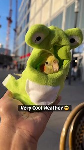 8.8K views · 248 reactions | Very Cool Weather ❤️ #lovebirdslover #ringnack #mongparakeet #budgerigarbird #funnyvideos #birds #parrot #Avicultura #cockatiel #parrotlover | Forest Aviary | Facebook