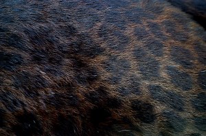 PANTHER panthera pardus, CLOSE